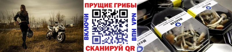 купить наркотик  Лесной  Псилоцибиновые грибы MAGIC MUSHROOMS 